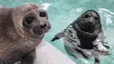two seals are swimming in the water and looking at the camera .