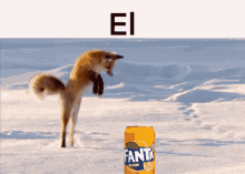 El El Fox GIF - El El Fox Fanta Fox GIFs