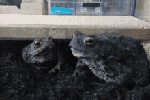 Frog Chill GIF