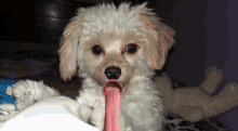 Slayker001 Tongue Out GIF - Slayker001 Tongue Out Dog GIFs