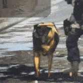 a dog with a backpack on its back is walking down a street