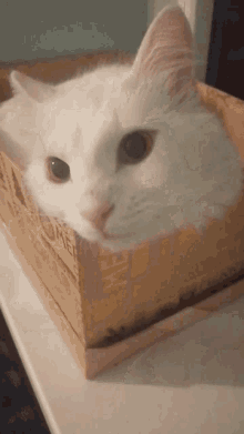 Rimrem Tofu GIF - Rimrem Tofu Tofu The Cat GIFs