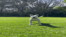a small white dog is standing in the grass looking up at the camera