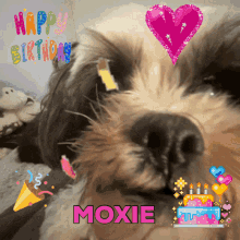 Moxie Dog GIF - Moxie Dog Birthday GIFs