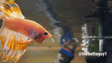 Thebettaguy1 Fish GIF