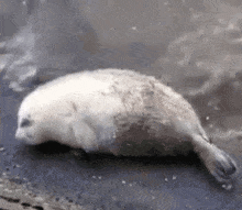 a seal is laying on its back in the water and looking at the camera .