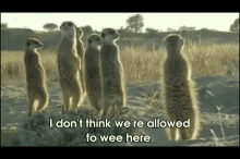 Are We Doing Something Illegal? GIF - Meerkats Idontthinkwereallowedtowee GIFs