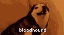 Bloodhound Rn Be Like Husky Quish But Its Bloodhound GIF - Bloodhound Rn Be Like Husky Quish But Its Bloodhound Bloodhound GIFs