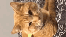 Cat Wink GIF - Cat Wink Cute GIFs