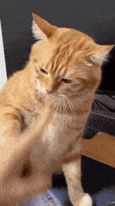 a person is petting an orange and white cat on a desk .