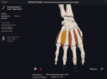Dorsal Interossei Of Hand Finger Flexion GIF - Dorsal Interossei Of Hand Finger Flexion GIFs