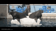 50first Dates Walruses GIF - 50first Dates Walruses Walrus GIFs