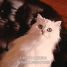 a fluffy white cat is sitting on a couch and looking up at the camera .