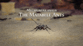 Matable Ants2 GIF - Matable Ants2 GIFs