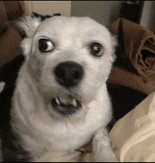 a close up of a white dog 's face looking at the camera