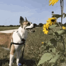 Dog Sunflower GIF - Dog Sunflower GIFs
