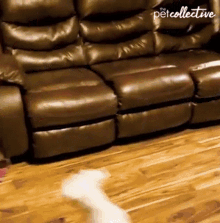 Excited The Pet Collective GIF - Excited The Pet Collective Reunion GIFs