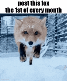 a picture of a fox running in the snow with a caption that says post this fox the 1st of every month