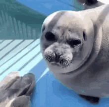 Seal He Love The Fish GIF - Seal He Love The Fish GIFs