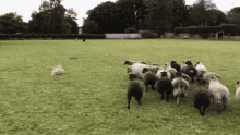 sheep dog running around