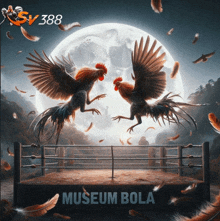 two roosters are fighting in a boxing ring and the words museum bola are on the bottom