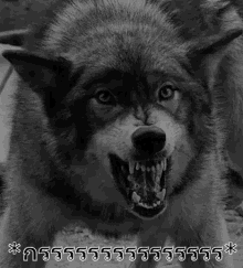 หมาดุ หมาโกรธ หมาบ้า GIF - Fierce Dog Angry Dog GIFs