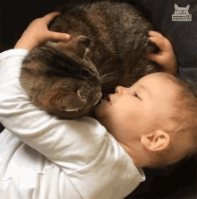 Hugging Cat Comforting Cat GIF - Hugging Cat Comforting Cat Tell Me A Story GIFs