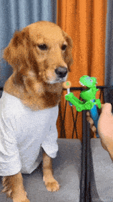 Candy Licking GIF - Candy Licking Dog GIFs