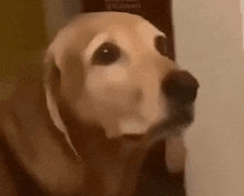 Dog Pleading Face GIF - Dog Pleading Face GIFs
