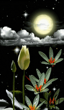 Good Night Starry Night GIF - Good Night Starry Night Flower GIFs