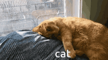 Cat Cat Does Stuff GIF - Cat Cat Does Stuff Charlie Cat Does Stuff GIFs