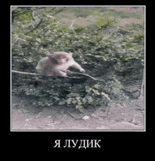 a picture of a monkey on a rope with russian writing on the bottom