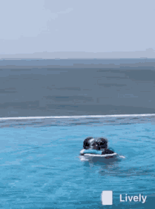 Lively Swimming GIF - Lively Swimming Hug GIFs
