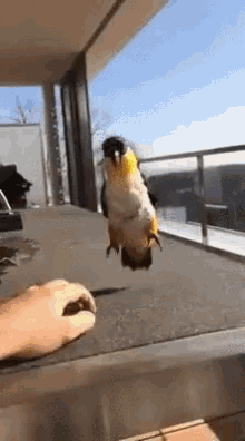 a person is feeding a bird on a balcony