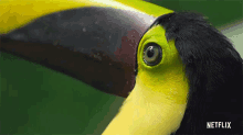 keel billed toucan life in color with david attenborough looking around staring glaring