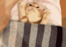 Kitten Tuck Me In Good Morning GIF