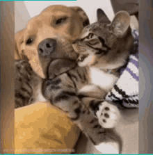 Cat Dog GIF - Cat Dog Chill GIFs