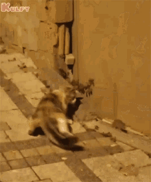 The Real Tom And Jerry Show Cat GIF - The Real Tom And Jerry Show Cat Mouse GIFs