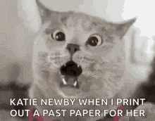 Cat Cat Memes GIF - Cat Cat Memes Cat Images GIFs