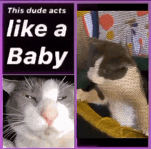 Soggy Cat Acts Like A Baby GIF - Soggy Cat Cat Acts Like A Baby GIFs