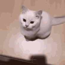 Mixxiw Cat GIF - Mixxiw Cat Ignored GIFs