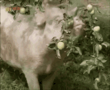 Pig Schwein GIF - Pig Schwein Löwenzahn GIFs