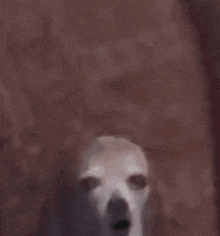 a close up of a dog 's face with a beard .