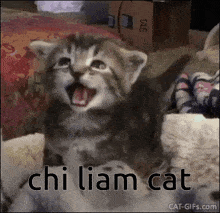 Chi Cat Chichi Cat GIF - Chi Cat Chichi Cat Liam Cat GIFs