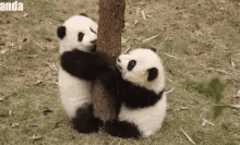 Panda Fun GIF - Panda Fun Friends GIFs