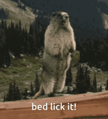 Benjamin Bed Lick It GIF - Benjamin Bed Lick It Bed GIFs