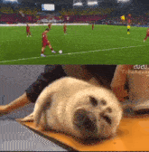 a soccer game is being played in a stadium and a seal is laying on a table