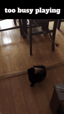 Cats Playing GIF