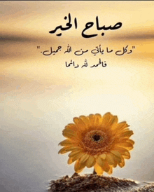 a picture of a yellow flower with arabic writing behind it