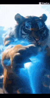 a close up of a tiger 's paws on a blue surface